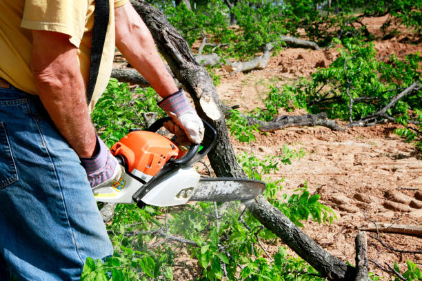 Best Tree Removal  in Kana, UT